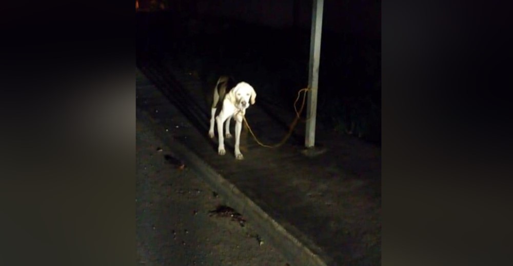 Aprovechan la noche para dejarlo amarrado a un poste en una carretera en medio de la oscuridad Aprovechan la noche para dejarlo amarrado a un poste en una carretera en medio de la oscuridad