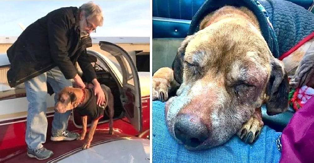 Perrita sin hogar  vuela 600 km para recibir amor en los últimos momentos de su vida