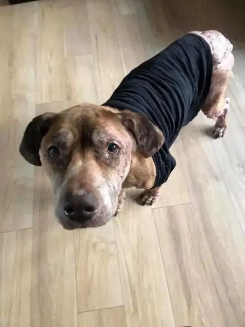perrita