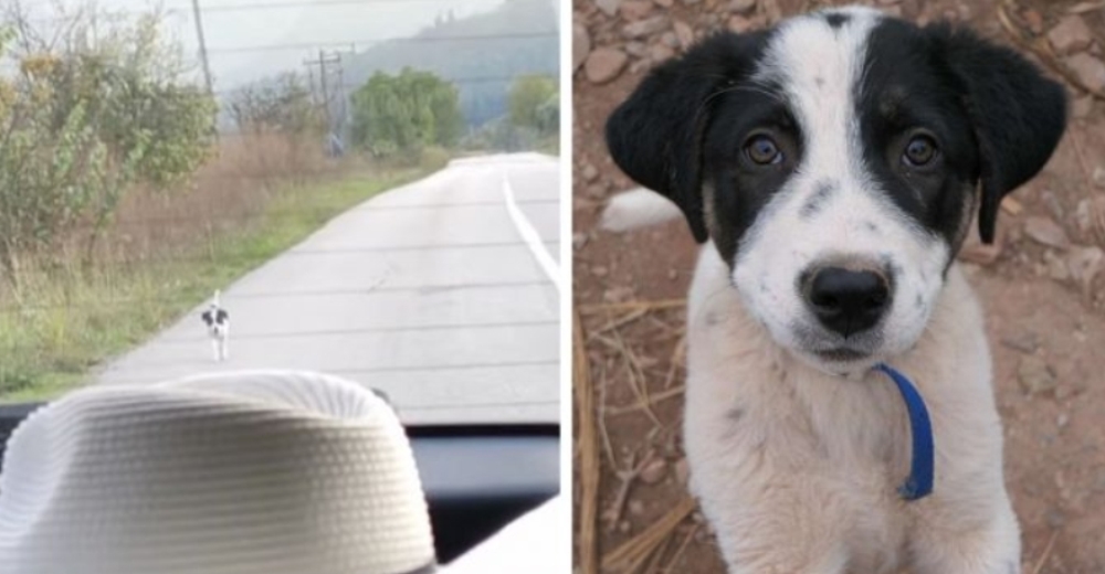 Perrito de la calle corre detrás de un auto exigiendo que lo rescaten