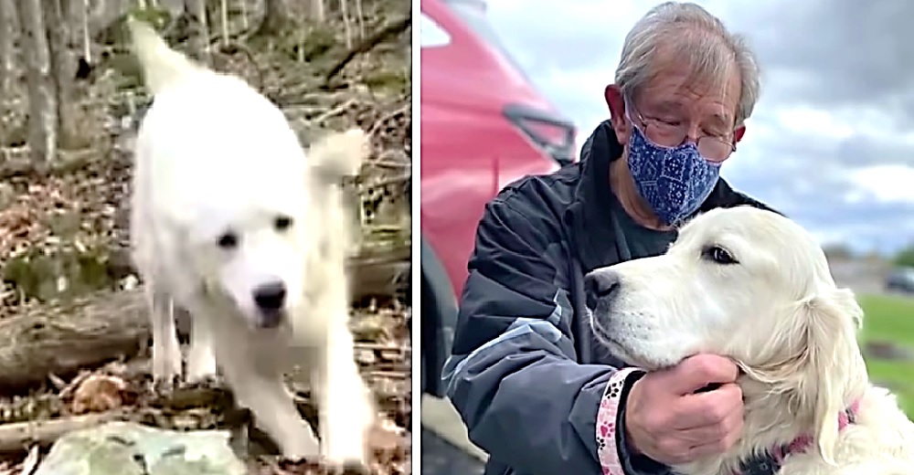 Un joven les responde a los afligidos abuelos que buscaban desesperados a su perrita perdida Un joven les responde a los afligidos abuelos que buscaban desesperados a su perrita perdida