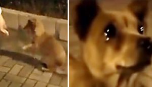 Perrito de la calle derrama lágrimas cuando una mujer se acerca con una muestra de cariño