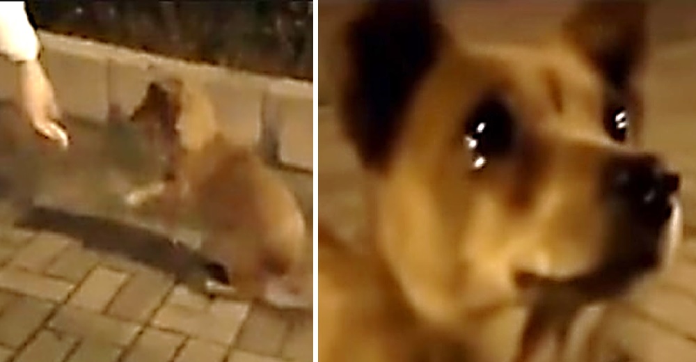 Perrito de la calle derrama lágrimas cuando una mujer se acerca con una muestra de cariño