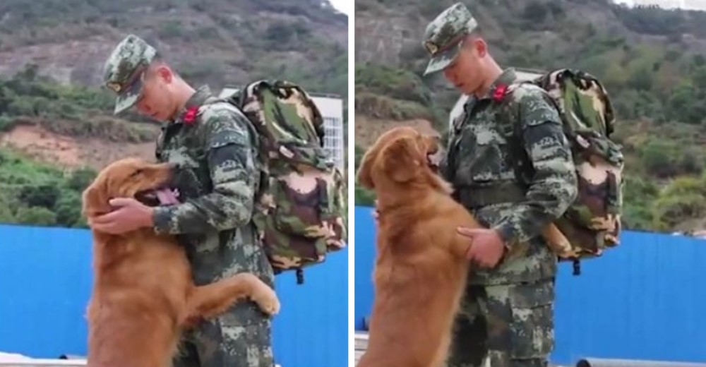 Perro militar se niega a despedirse del adiestrador que lo acompañó durante 2 años