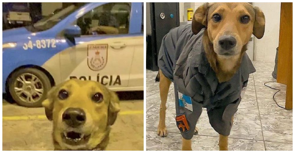Un perrito callejero adoptado en un cuartel trabaja duro para lograr ser sargento