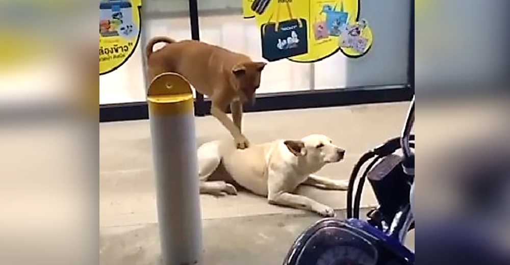Graban a un perrito ayudando a su mejor amigo rascándole la espalda donde él no alcanza Graban a un perrito ayudando a su mejor amigo rascándole la espalda donde él no alcanza