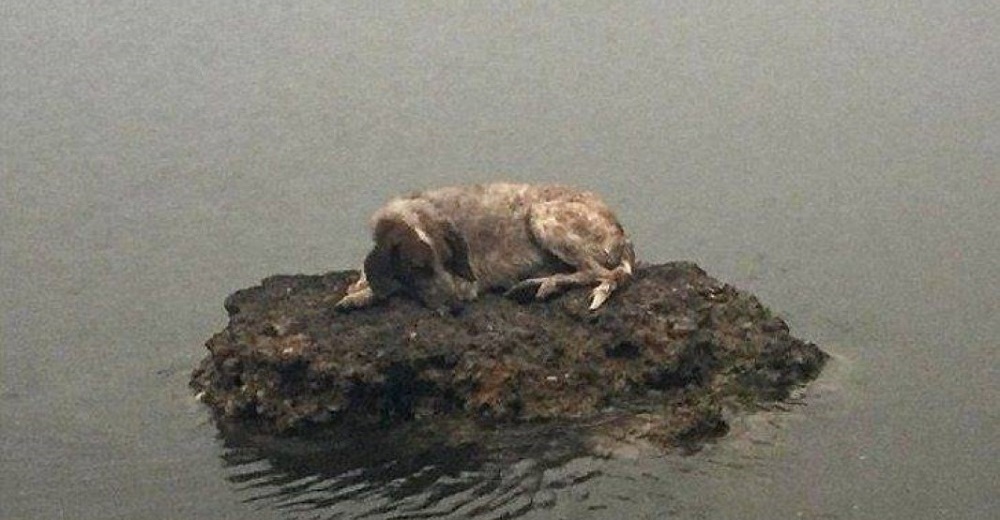 Su único refugio fue una roca en medio del mar lejos de su familia a la que no vio más