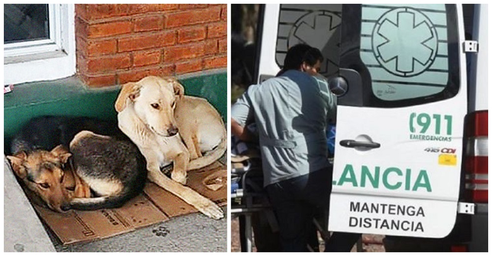 Perritos recorren 30 kilómetros intentando alcanzar a la ambulancia que lleva a su mejor amigo