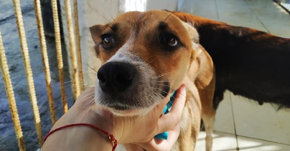 Salvan a 40 perritos del refugio del terror a pocos segundos de ingerir una planta venenosa