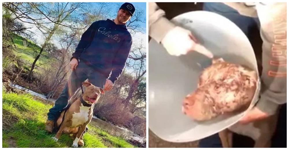 “Lo único que pensé fue salvar a mi bebé”– Se enfrenta a un oso de 150 kg que atacaba a su perro “Lo único que pensé fue salvar a mi bebé”– Se enfrenta a un oso de 150 kg que atacaba a su perro