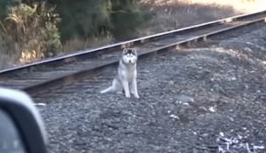 Un hombre ve desde su auto a un perrito en las vías del tren que estaba a punto de pasar