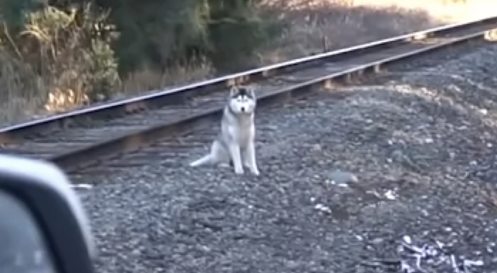 Un hombre ve desde su auto a un perrito en las vías del tren que estaba a punto de pasar