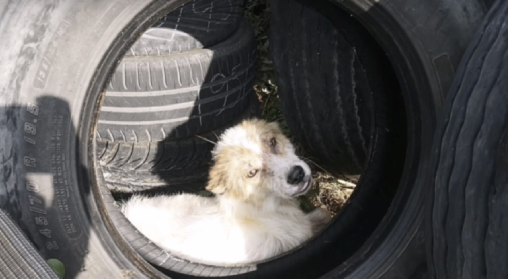 Cachorro enfermo renunció a la vida y se escondió en un neumático esperando lo peor Cachorro enfermo renunció a la vida y se escondió en un neumático esperando lo peor