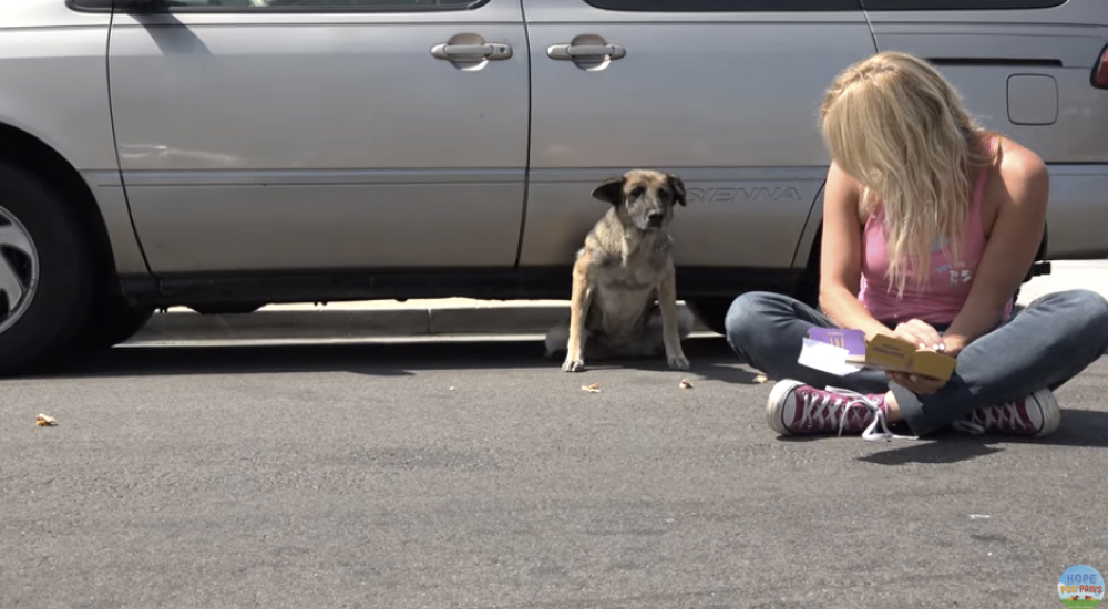 Perrita se esconde debajo de un auto para consolarse cuando lo perdió todo