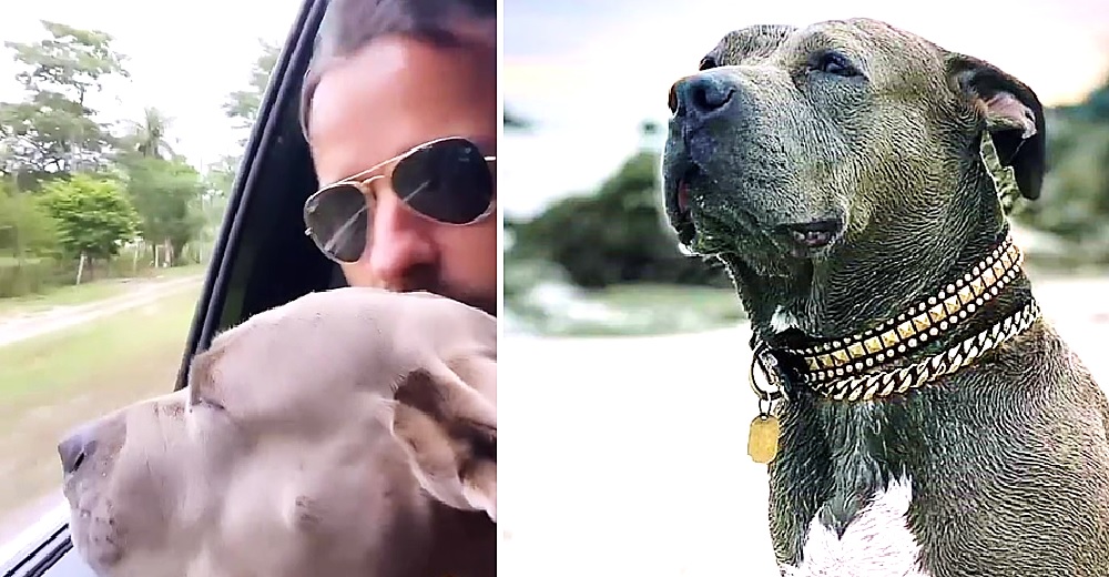 El actor Justin Theroux conduce durante horas para que el perrito que salvó conozca el mar