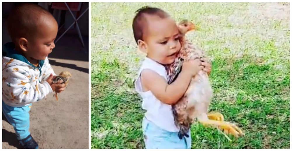 Un bebé elige como su amigo incondicional a un singular animal emplumado y se hace viral