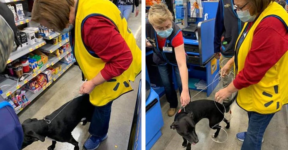 Perrita llega al lugar de trabajo de su madre tras varias semanas desaparecida Perrita llega al lugar de trabajo de su madre tras varias semanas desaparecida