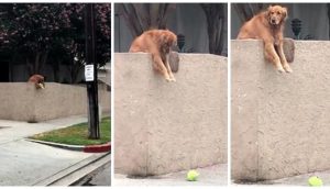 Un perrito deja caer la pelota sobre la pared cada día esperanzado en que alguien juegue con él