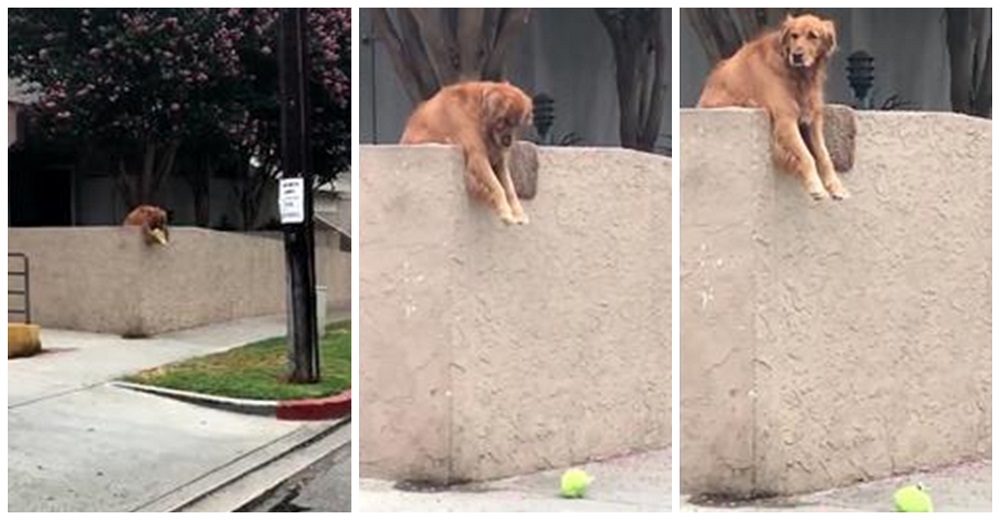 Un perrito deja caer la pelota sobre la pared cada día esperanzado en que alguien juegue con él