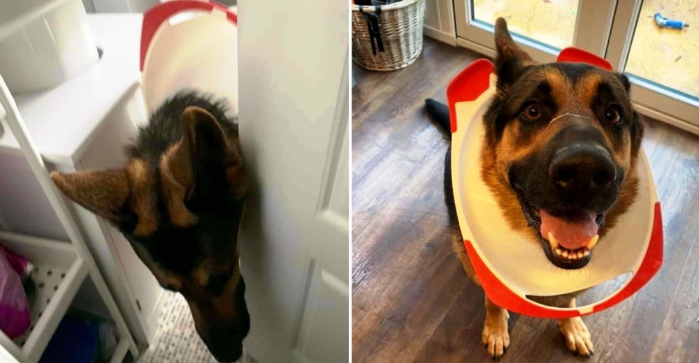 Perro entra sin permiso al baño y pronto descubre por qué no se le permite entrar allí Perro entra sin permiso al baño y pronto descubre por qué no se le permite entrar allí