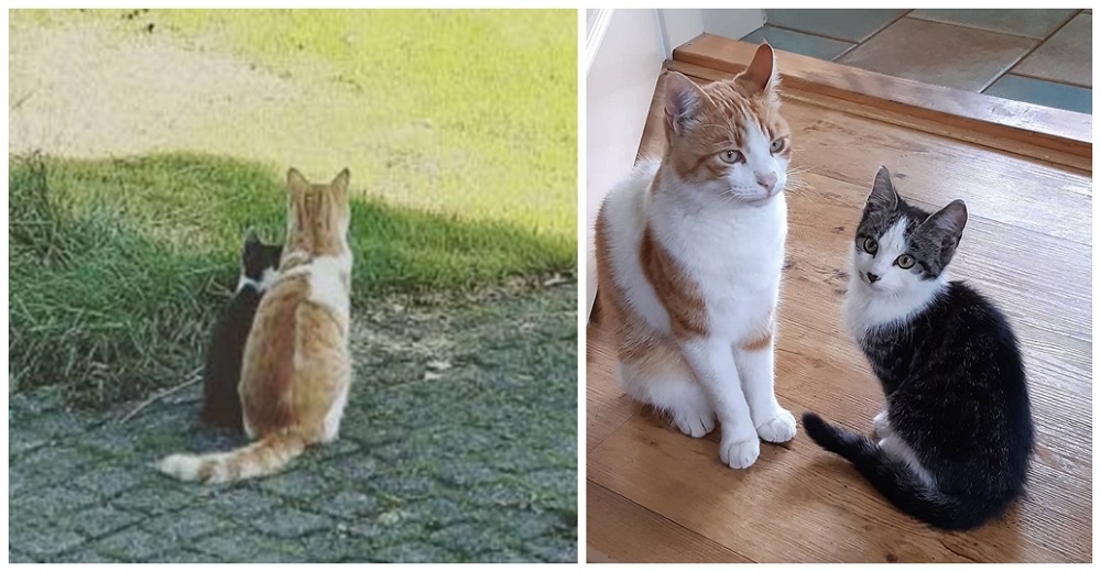 Gatito encuentra un minino sin hogar en el jardín y acude a su dueña desesperado Gatito encuentra un minino sin hogar en el jardín y acude a su dueña desesperado