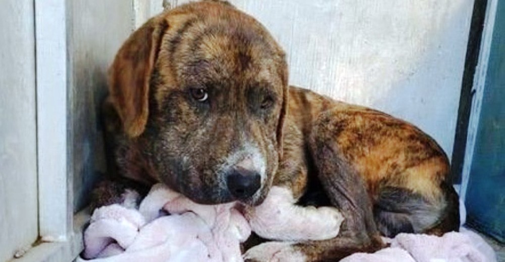 El drama del perrito rescatado en el último minuto tras ser dejado con un cruel amarre