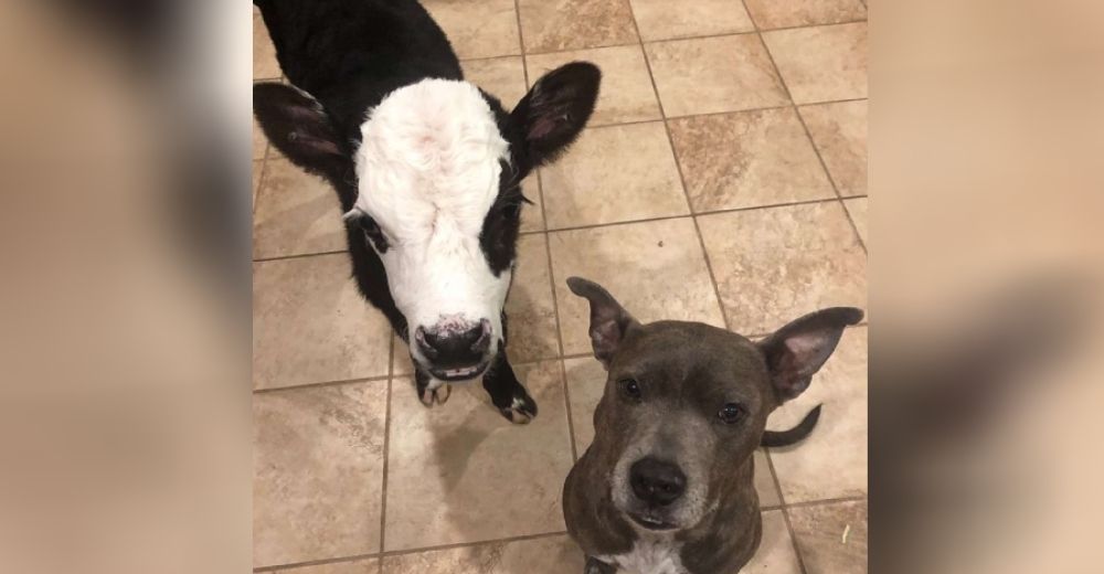 Una vaca que se cree perro no pierde la oportunidad de entrar a su casa y dormir en su cama Una vaca que se cree perro no pierde la oportunidad de entrar a su casa y dormir en su cama
