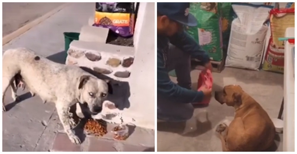 Perritos callejeros hambrientos irrumpen en una tienda de mascotas y los dueños responden Perritos callejeros hambrientos irrumpen en una tienda de mascotas y los dueños responden