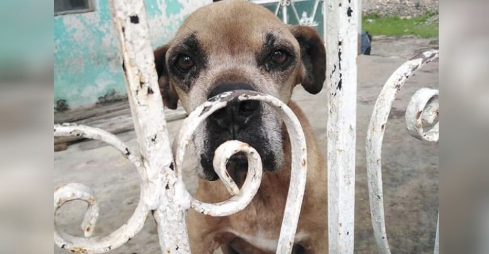 Los vecinos alimentan al perro que sobrevive encerrado en una casa tras ser atropellado