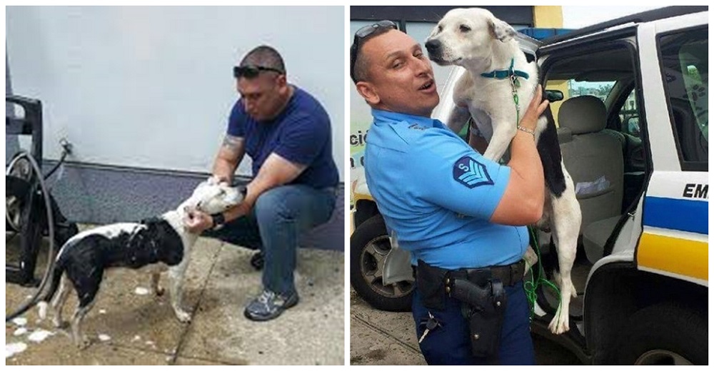 Asustado y con horribles lesiones un perrito callejero entra a una comisaría suplicando ayuda Asustado y con horribles lesiones un perrito callejero entra a una comisaría suplicando ayuda