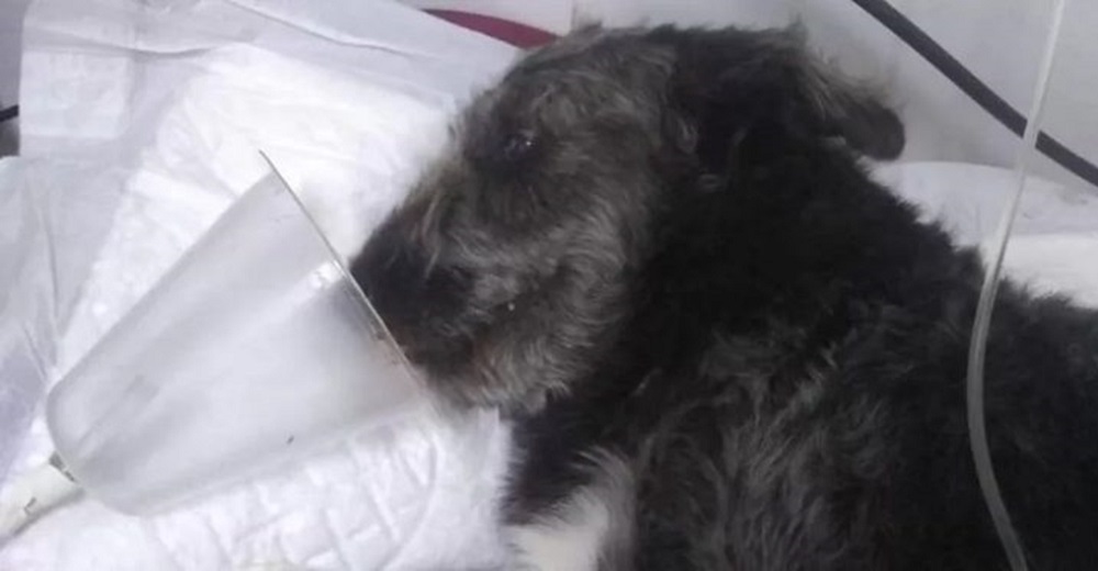 Perrito termina luchando entre la vida y la muerte por defender a una niña de una serpiente Perrito termina luchando entre la vida y la muerte por defender a una niña de una serpiente