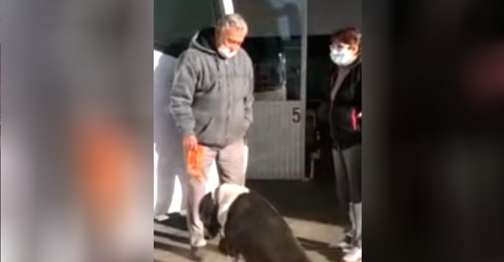 Perrita adoptada por una familia insiste en salir de casa cada día por el mayor acto de amor