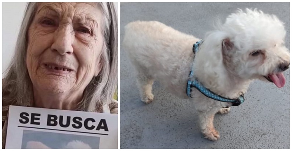 Abuelita ya no quiere vivir tras perder a su perrita de 11 años  – «Llora todo el día, no come»