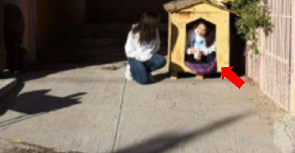 Mujer decide encerrarse 12 horas en una casita para perros ante el asombro de los transeúntes Mujer decide encerrarse 12 horas en una casita para perros ante el asombro de los transeúntes