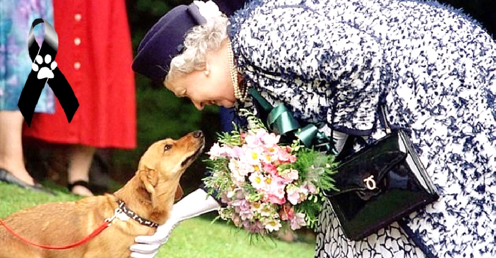 La Reina Isabel está desconsolada tras la partida de la perrita que la acompañó durante 13 años