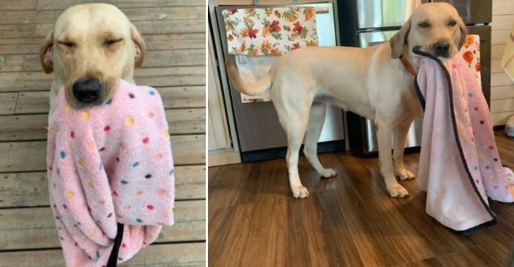 Graban la inusual relación que una perrita tiene con su manta favorita y se hace viral Graban la inusual relación que una perrita tiene con su manta favorita y se hace viral
