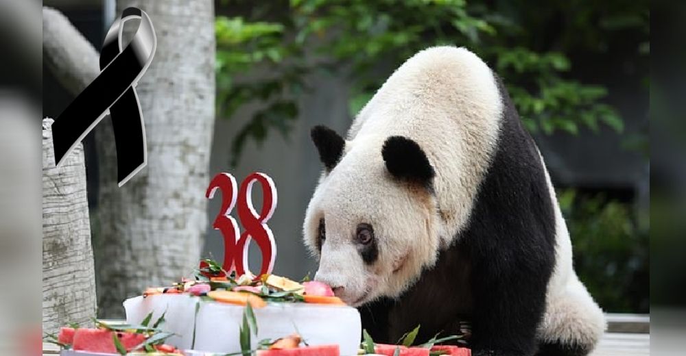 A los 38 años falleció la osa panda más longeva y con más descendencia del mundo