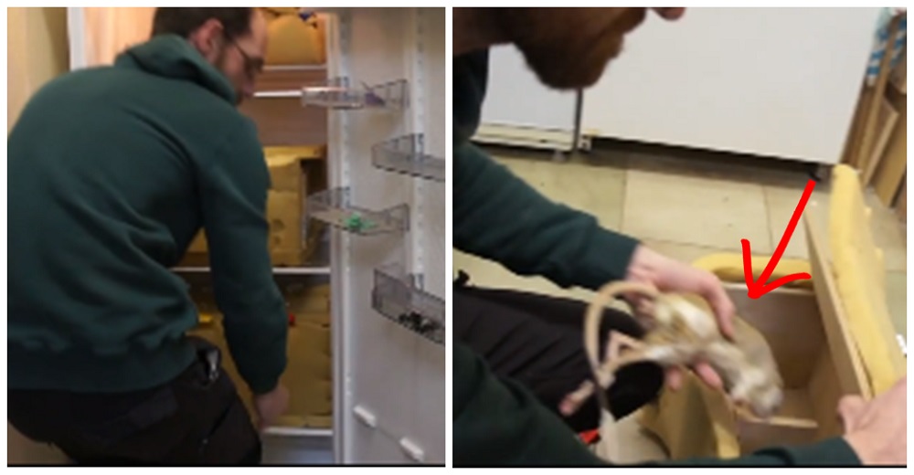 Difunden las escenas de animalitos de un zoo «almacenados» en neveras a gélidas temperaturas Difunden las escenas de animalitos de un zoo «almacenados» en neveras a gélidas temperaturas