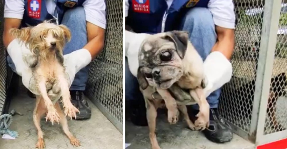 Rescatan a 69 perritos de raza que permanecían hacinados para ser usados como máquinas de crías