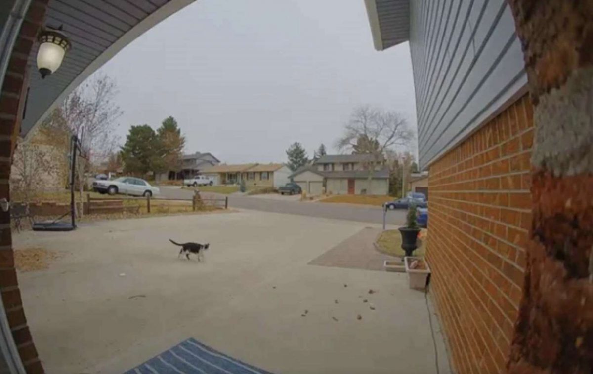 Instala una cámara en el timbre y recibe cientos de notificaciones en