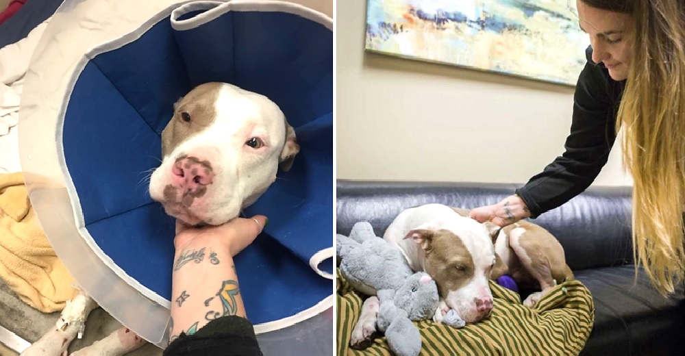 Recaudan más de 10 mil dólares para salvar al perrito que fue usado en peleas durante años Recaudan más de 10 mil dólares para salvar al perrito que fue usado en peleas durante años