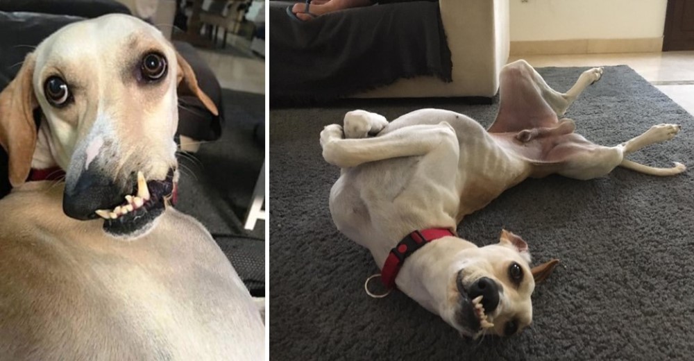 Cansada de los insultos a su perro por ser «feo», muestra su belleza interior y se hace viral Cansada de los insultos a su perro por ser «feo», muestra su belleza interior y se hace viral