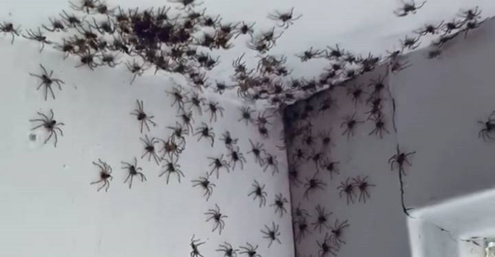 Nadie le creyó cuando pidió ayuda al encontrar cientos de arañas en la habitación de su hija