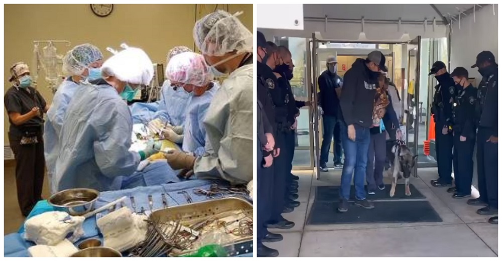 El perrito K-9 que resultó gravemente herido regresa de la muerte y su valentía es recompensada El perrito K-9 que resultó gravemente herido regresa de la muerte y su valentía es recompensada