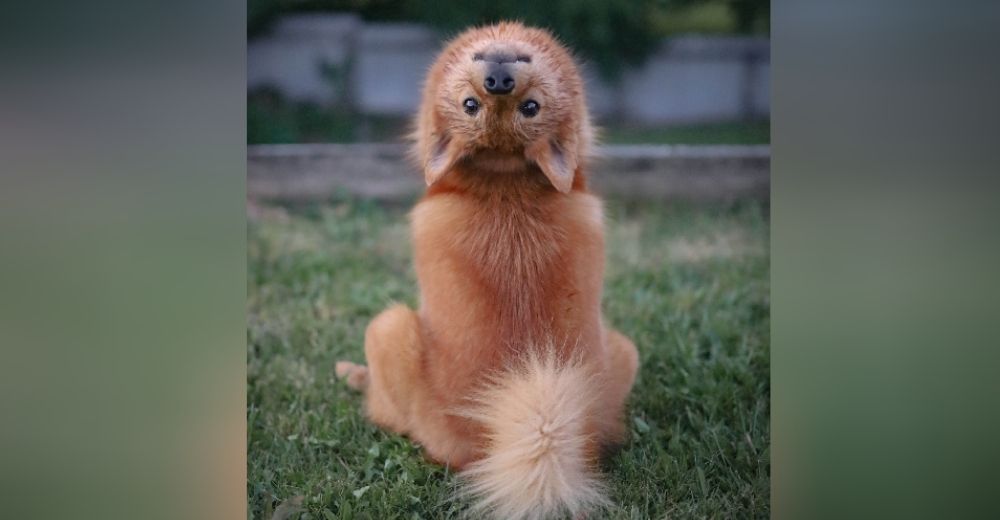 Su perro gira la cabeza 180 grados confundiendo a todos y las redes lo llaman «El Exorcista» Su perro gira la cabeza 180 grados confundiendo a todos y las redes lo llaman «El Exorcista»