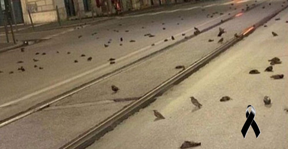 Cientos de aves aparecen sin vida en las calles durante la celebración de Nochevieja