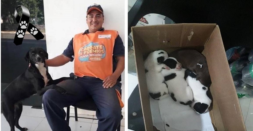 Llora la trágica e injusta pérdida de su perrita poco después de que diera a luz a 8 cachorros