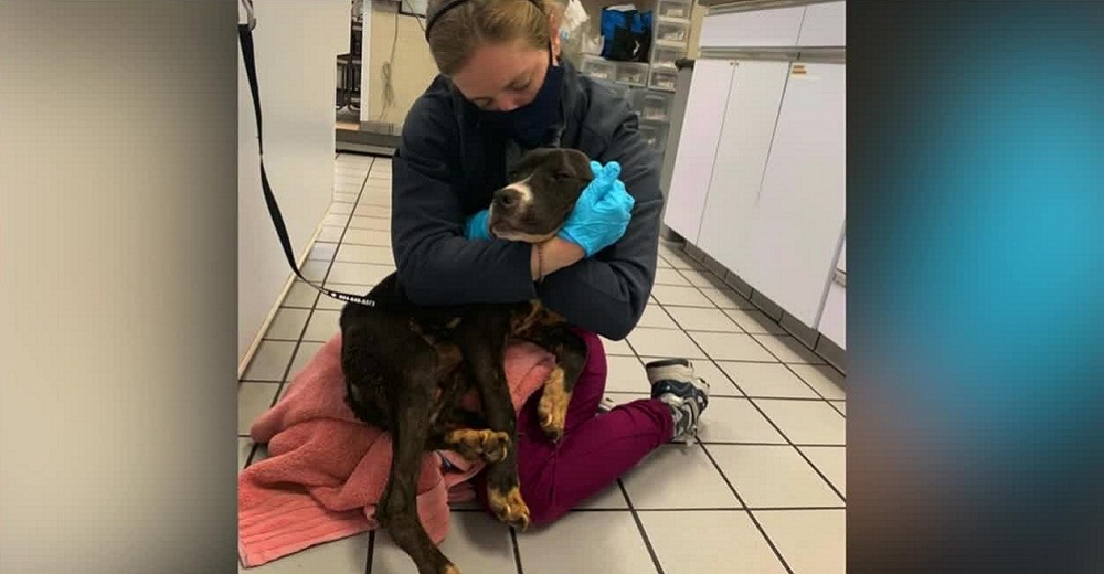 Abraza al perrito desconsolado que fue arrojado a un contendedor de basura