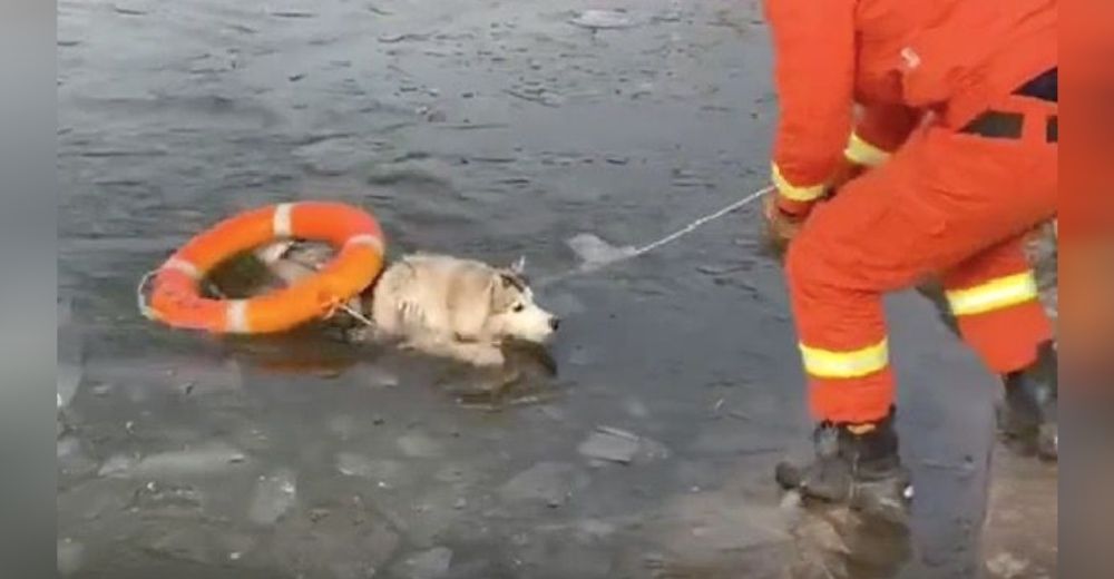Los bomberos se esfuerzan para rescatar a un perrito que cayó en un lago congelado Los bomberos se esfuerzan para rescatar a un perrito que cayó en un lago congelado