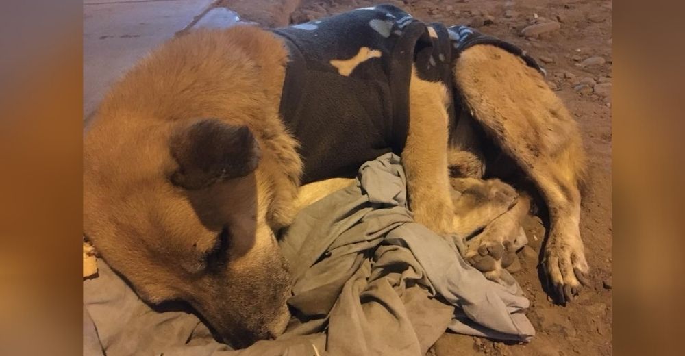 Un perrito es traicionado por su familia dejándolo tirado a su suerte en un aeropuerto